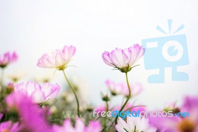 Close Up Natural Flowers Background.  Amazing View Of Colorful  Flowering In The Garden And Green Grass Landscape Overhead View With Copy Space And Template Floral Background Stock Photo