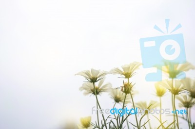 Close Up Natural Flowers Background.  Amazing View Of Colorful  Flowering In The Garden And Green Grass Landscape Overhead View With Copy Space And Template Floral Background Stock Photo