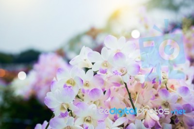 Close Up Natural Flowers Background.  Amazing View Of Colorful  Flowering In The Garden And Green Grass Landscape Overhead View With Copy Space And Template Floral Background Stock Photo