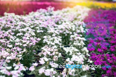 Close Up Natural Flowers Background.  Amazing View Of Colorful  Flowering In The Garden And Green Grass Landscape Overhead View With Copy Space And Template Floral Background Stock Photo