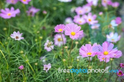 Close Up Natural Flowers Background.  Amazing View Of Colorful  Flowering In The Garden And Green Grass Landscape Overhead View With Copy Space And Template Floral Background Stock Photo