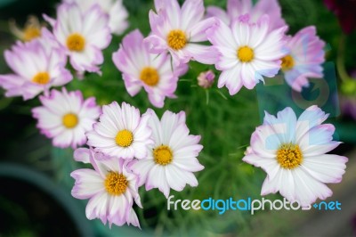 Close Up Natural Flowers Background.  Amazing View Of Colorful  Flowering In The Garden And Green Grass Landscape Overhead View With Copy Space And Template Floral Background Stock Photo