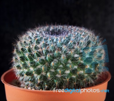 Close Up Needles Of Succulents Cactus Plant In Pot Against Dark Stock Photo