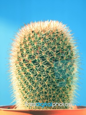 Close Up Needles Of 	Succulents Cactus Plant In Pot Against Ligh… Stock Photo