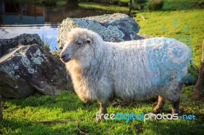 Close Up New Zealand Merino Sheep In Rural Livestock Farm Stock Photo