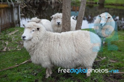 Close Up New Zealand Merino Sheep In Rural Livestock Farm Stock Photo