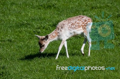 Close-up Of A Baby Fallow Deer Stock Photo