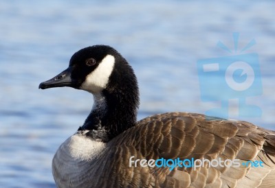 Close-up Of A Beautiful Canada Goose Stock Photo