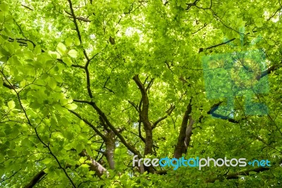 Close-up Of A Beech (fagaceae) Tree In An English Garden Stock Photo