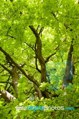 Close-up Of A Beech (fagaceae) Tree In An English Garden Stock Photo