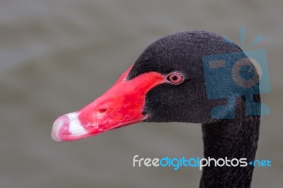 Close-up Of A Black Swan (cygnus Atratus) Stock Photo