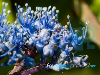 Close-up Of A Blue Hydrangea Stock Photo