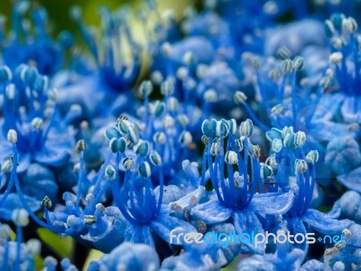 Close-up Of A Blue Hydrangea Stock Photo