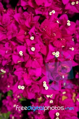 Close-up Of A Bougainvillea (bougainvillea Glabra) Plant In Gran… Stock Photo