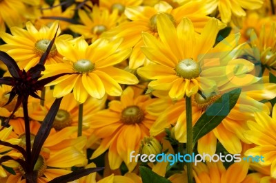 Close-up Of A Bunch Of Yellow Daisy Flowers Stock Photo