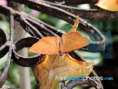 Close Up Of A Butterfly Eating Fruit Stock Photo