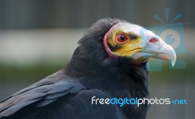 Close-up Of A Buzzard Stock Photo