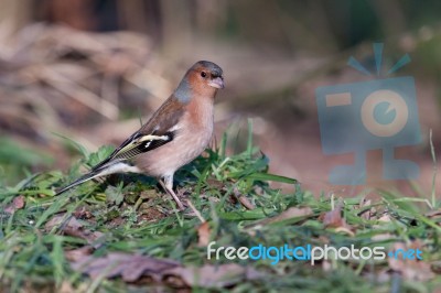 Close-up Of A Chaffinch (fringilla Coelebs) Stock Photo