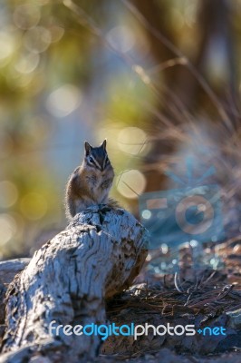 Close-up Of A Chipmunk At Bryce Canyon Stock Photo