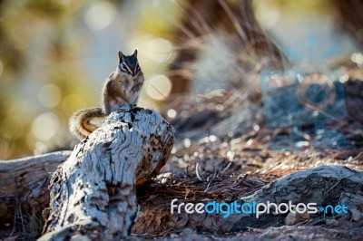 Close-up Of A Chipmunk At Bryce Canyon Stock Photo