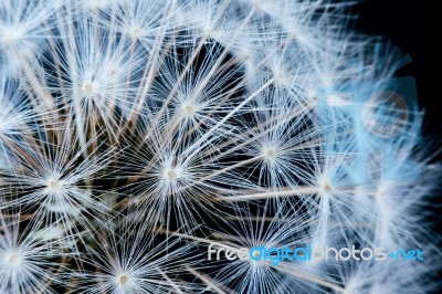 Close Up Of A Dandelion Flowers Stock Photo