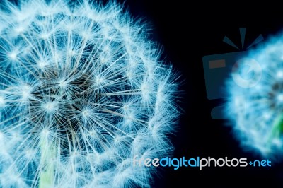 Close Up Of A Dandelion Flowers Stock Photo