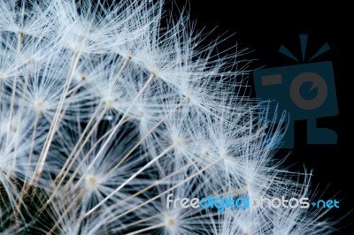 Close Up Of A Dandelion Flowers Stock Photo