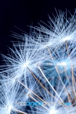 Close Up Of A Dandelion Flowers Stock Photo