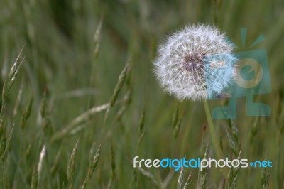 Close-up Of A Dandelion (taraxacum) Seed Head In A Field In Gods… Stock Photo