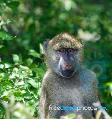 Close-up Of A Funny Baboon Stock Photo