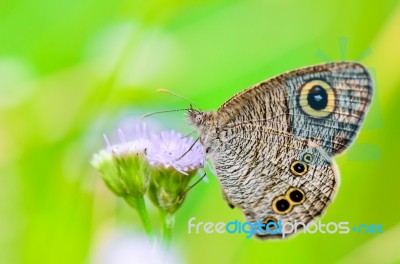 Close Up Of A Grey-brown Butterfly With 