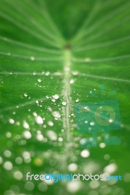 Close-up Of A Leaf And Water Drops Stock Photo