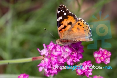 Close-up Of A Painted Lady (vanessa Cardui) Stock Photo