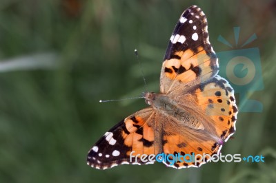 Close-up Of A Painted Lady (vanessa Cardui) Stock Photo