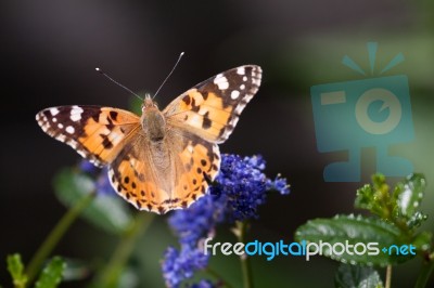 Close-up Of A Painted Lady (vanessa Cardui) Stock Photo