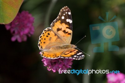 Close-up Of A Painted Lady (vanessa Cardui) Butterfly Stock Photo