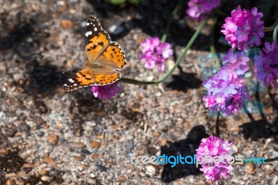 Close-up Of A Painted Lady (vanessa Cardui) Butterfly Stock Photo