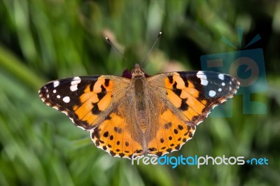 Close-up Of A Painted Lady (vanessa Cardui) Butterfly Stock Photo