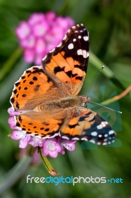 Close-up Of A Painted Lady (vanessa Cardui) Butterfly Stock Photo