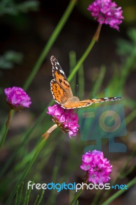 Close-up Of A Painted Lady (vanessa Cardui) Butterfly Stock Photo