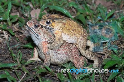 Close Up Of A Pair Of Toad Stock Photo