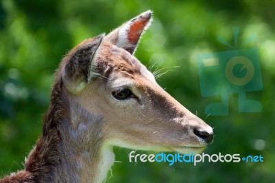 Close-up Of A Red Deer (cervus Elaphus) Hind Stock Photo