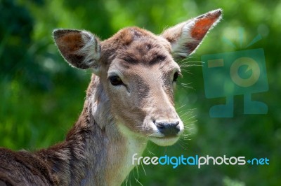 Close-up Of A Red Deer (cervus Elaphus) Hind Stock Photo