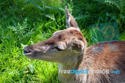 Close-up Of A Red Deer (cervus Elaphus) Hind Stock Photo