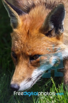 Close-up Of A Red Fox (vulpes Vulpes) Stock Photo