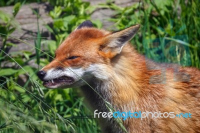 Close-up Of A Red Fox (vulpes Vulpes) Stock Photo