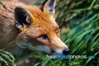 Close-up Of A Red Fox (vulpes Vulpes) Stock Photo