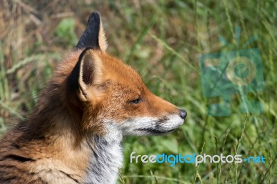 Close-up Of A Red Fox (vulpes Vulpes) Stock Photo