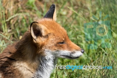 Close-up Of A Red Fox (vulpes Vulpes) Stock Photo