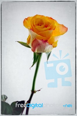 Close-up Of A Single Orange Rose Stem And Flower Stock Photo